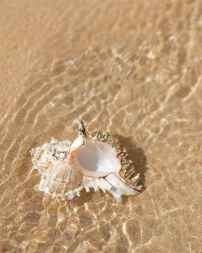 Spiny Murex Shell on Sandy Beach with Water Glare Stockfoto's