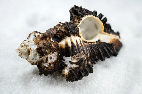 Spiny Murex Shell on a white Sand 写真素材