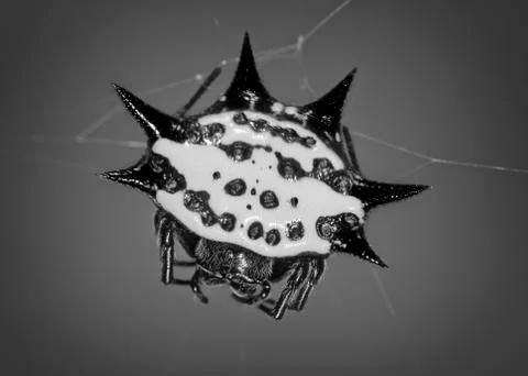 Spiny orb Stock Photos