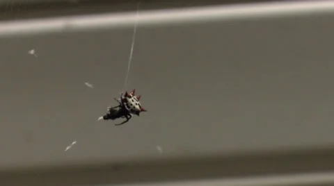 Spiny Orb Spider 1.mp4 Video stock 30247898