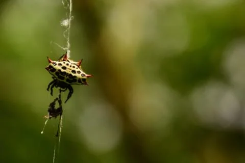 Spiny Orb Weaver Feasting 写真素材