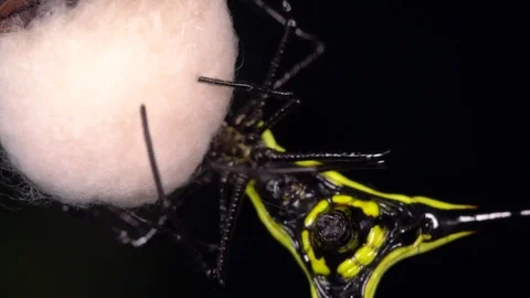 Spiny orb-weaver (Micrathena sp.) weaving a silk nest to protect its eggs. Stock Footage