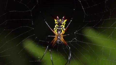 Spiny Orb Weaver (Micrathena sp.) Stock Footage