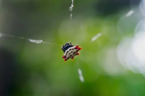 Spiny Orb Weaver Stock Photos
