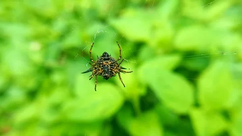 Spiny Orb Weaver Spider Eating Prey in Web, Close Up Shot 스톡 동영상 341889973