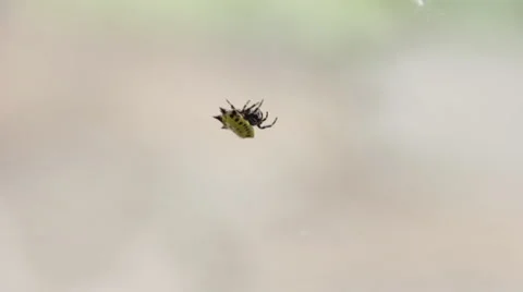 Spiny Orb Weaver Spider Stock Footage 59845887