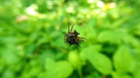 Spiny Orb Weaver Spider Holding On in Windy Web, Handling Prey 스톡 동영상 341889925