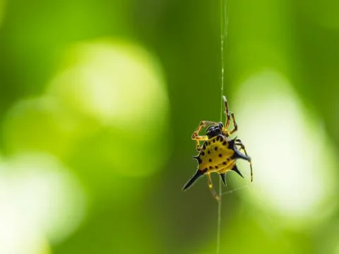 A Spiny Orb Weaver Spider Stock Photos