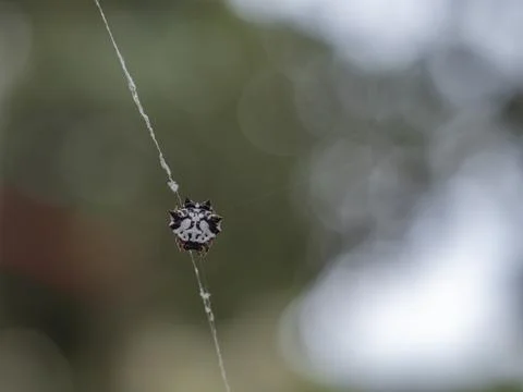 Spiny orb-weaver spider resting on thin web silk in Australian coastal nature Stockfoto's