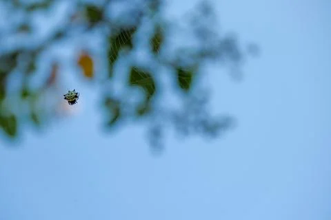 Spiny orb weaver spider in web with blue sky background Stock Photos