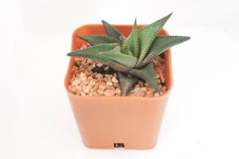 Spiny pineapples Stock Photos