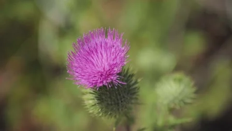 Spiny Plumeless Thistle close up w bugs San Mateo CA Stock Footage 135681781
