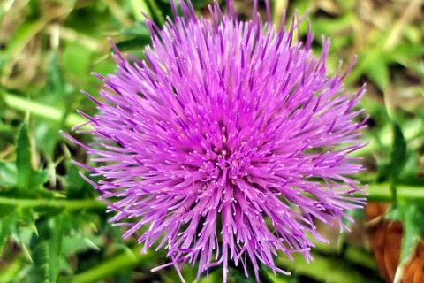 Spiny Plumeless Thistle. Stock Photos
