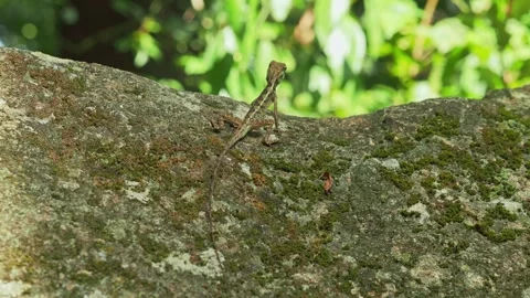 Spiny Reptile Basking on Stone Surface in Tropical Jungle Environment Видео 334518641