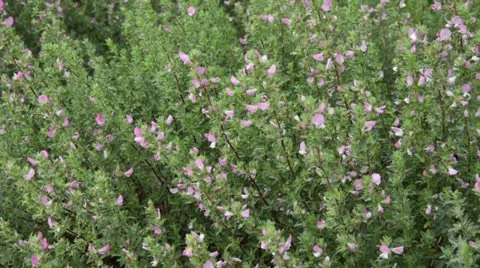Spiny restharrow (Ononis spinosa) Stock Footage 14830854