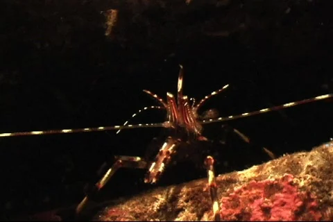 Spiny Rock Shrimp Video stock 286051