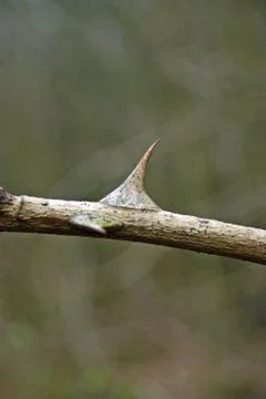Spiny rose thorn Foto stock