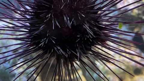 Spiny Sea Hedgehog HD Stock Footage 326341872
