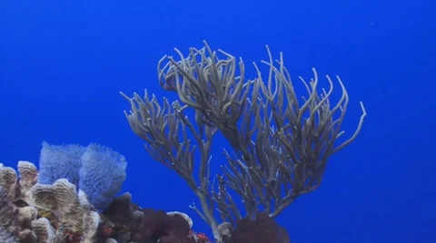 Spiny sea rods Vidéo 8828514