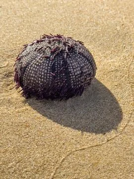 Spiny sea urchin casting a shadow on the sunlit beach. Stock Photos