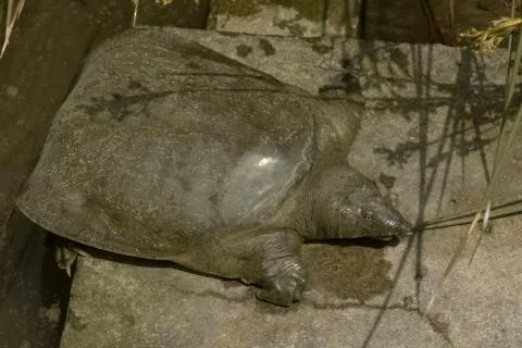 Spiny soft shell turtle Stock Photos