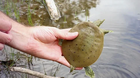 Spiny Softshell Turtle is collected from the water and then shown to camera. Stock Footage 29068153