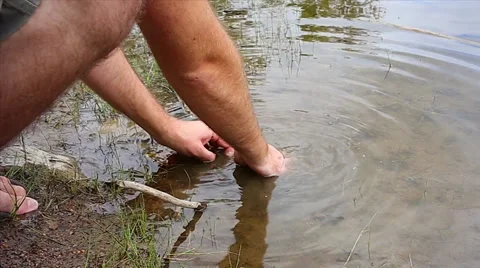 Spiny Softshell Turtle is collected from the water and then shown to camera. Stock Footage 29068255