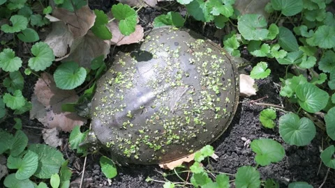 Spiny softshell turtle hiding on the ground full of Pennywort plants. Video stock 203850262