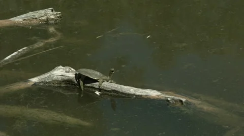 Spiny softshell turtle on a log with mouth open Stock Footage 41979529