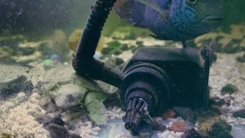 A spiny softshell turtle or apalone spinifera swimming towards the water filter Stock Footage 309308418