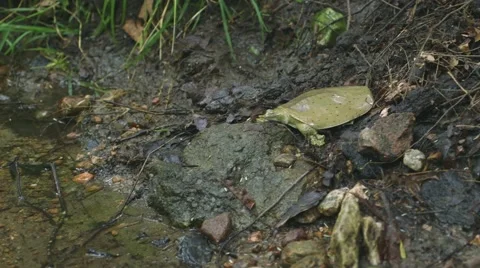 Spiny Softshell Turtle runs into a pond and buries itself in some sand along the 스톡 동영상 58174519