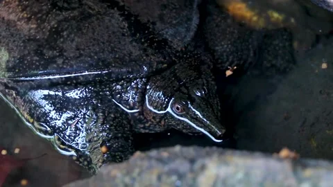 Spiny Softshell Turtle in Sai Rung Waterfall Khao Lak Thailand. 스톡 동영상 301637943
