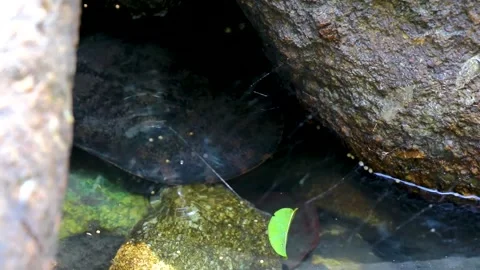 Spiny Softshell Turtle in Sai Rung Waterfall Khao Lak Thailand. 스톡 동영상 301638021
