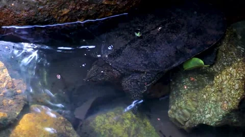 Spiny Softshell Turtle in Sai Rung Waterfall Khao Lak Thailand. Stock Footage 301638029