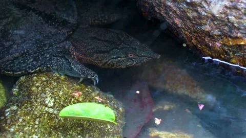 Spiny Softshell Turtle in Sai Rung Waterfall Khao Lak Thailand. Stock Footage 301638199