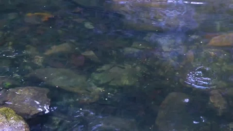 Spiny Softshell Turtle in Sai Rung Waterfall Khao Lak Thailand. Stock Footage 301638202