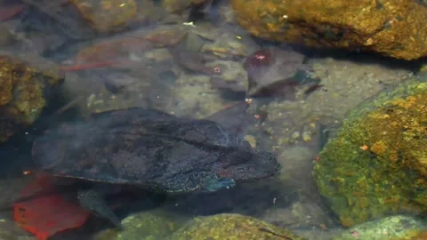 Spiny Softshell Turtle in Sai Rung Waterfall Khao Lak Thailand. Stock Footage 301638203