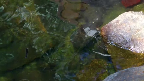 Spiny Softshell Turtle in Sai Rung Waterfall Khao Lak Thailand. Stock Footage 301638223