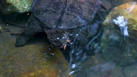 Spiny Softshell Turtle in Sai Rung Waterfall Khao Lak Thailand. Stock Footage 301638259
