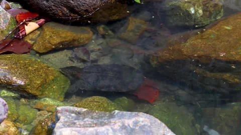 Spiny Softshell Turtle in Sai Rung Waterfall Khao Lak Thailand. Stock Footage 301638356
