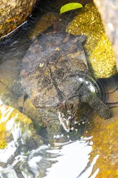 Spiny Softshell Turtle in Sai Rung Waterfall Khao Lak Thailand. Stock Photos