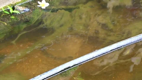 Spiny softshell turtle swimming swims in river lake water Thailand. Stock Footage 328074407