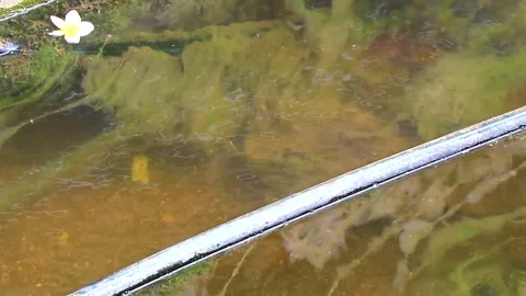 Spiny softshell turtle swimming swims in river lake water Thailand. Stock Footage 328074410