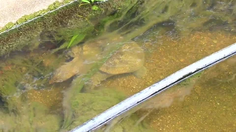 Spiny softshell turtle swimming swims in river lake water Thailand. Stock Footage 328074416