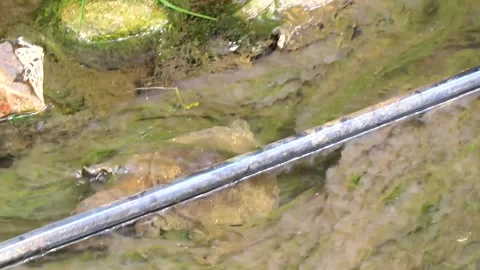 Spiny softshell turtle swimming swims in river lake water Thailand. Stock Footage 328074419