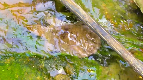 Spiny softshell turtle swimming swims in river lake water Thailand. Stock Footage 328074421