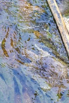 Spiny softshell turtle swimming swims in river lake water Thailand. Stock Photos