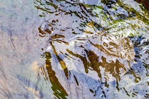 Spiny softshell turtle swimming swims in river lake water Thailand. Stock Photos