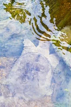 Spiny softshell turtle swimming swims in river lake water Thailand. Stock Photos