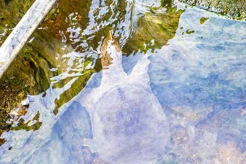 Spiny softshell turtle swimming swims in river lake water Thailand. Stock Photos